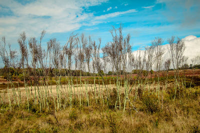 Plants growing on field against sky