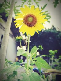 Close-up of sunflower