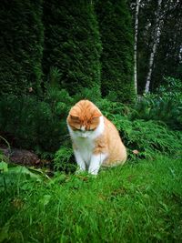 View of ginger cat on grass