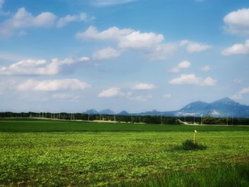 Scenic view of grassy field against sky