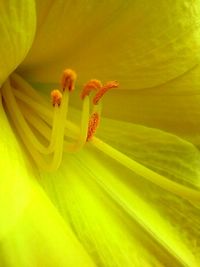 Close-up of yellow flowers