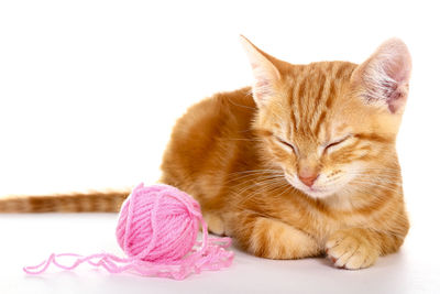 Close-up of a cat looking away