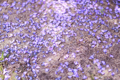 Full frame shot of purple flowers