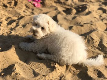 High angle view of white dog relaxing on sand