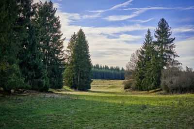 Pine trees on field against sky