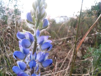 Close-up of purple flowers blooming in field