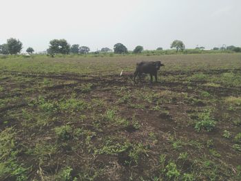 View of sheep on field against sky