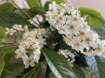 Close-up of white flowering plant