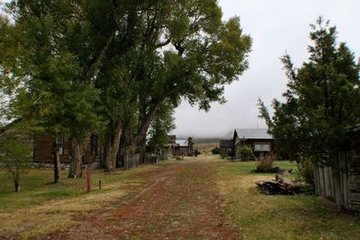 Footpath amidst trees