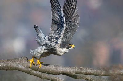 Close-up of bird flying against sky