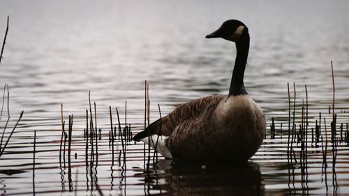 Close-up of canada goose swimming on lake