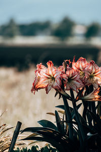Close-up of pink flowering plant