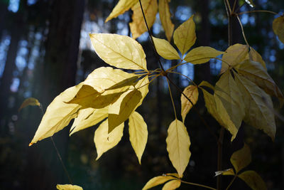 Close-up of yellow leaves against blurred background