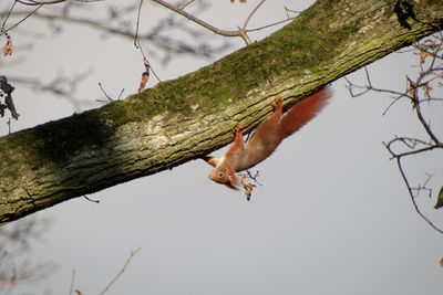 Low angle view of a bird on branch