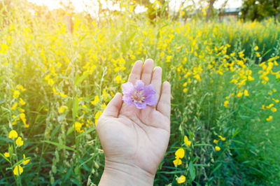 Person holding flower in field