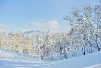 Snow covered trees against sky