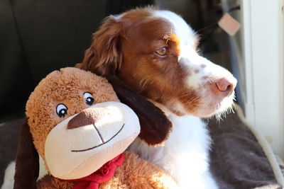 Close-up of a dog with stuffed toy