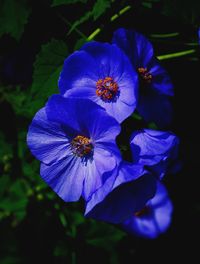 Close-up of purple blue flower