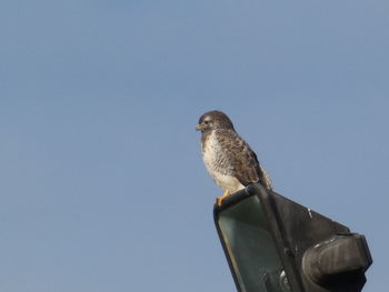 Low angle view of eagle perching on metal against sky