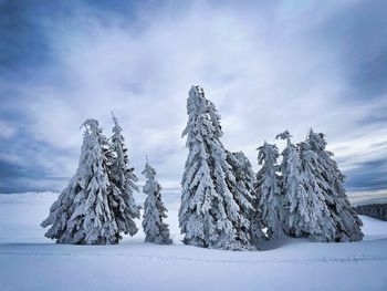 Evergreen trees covered in snow