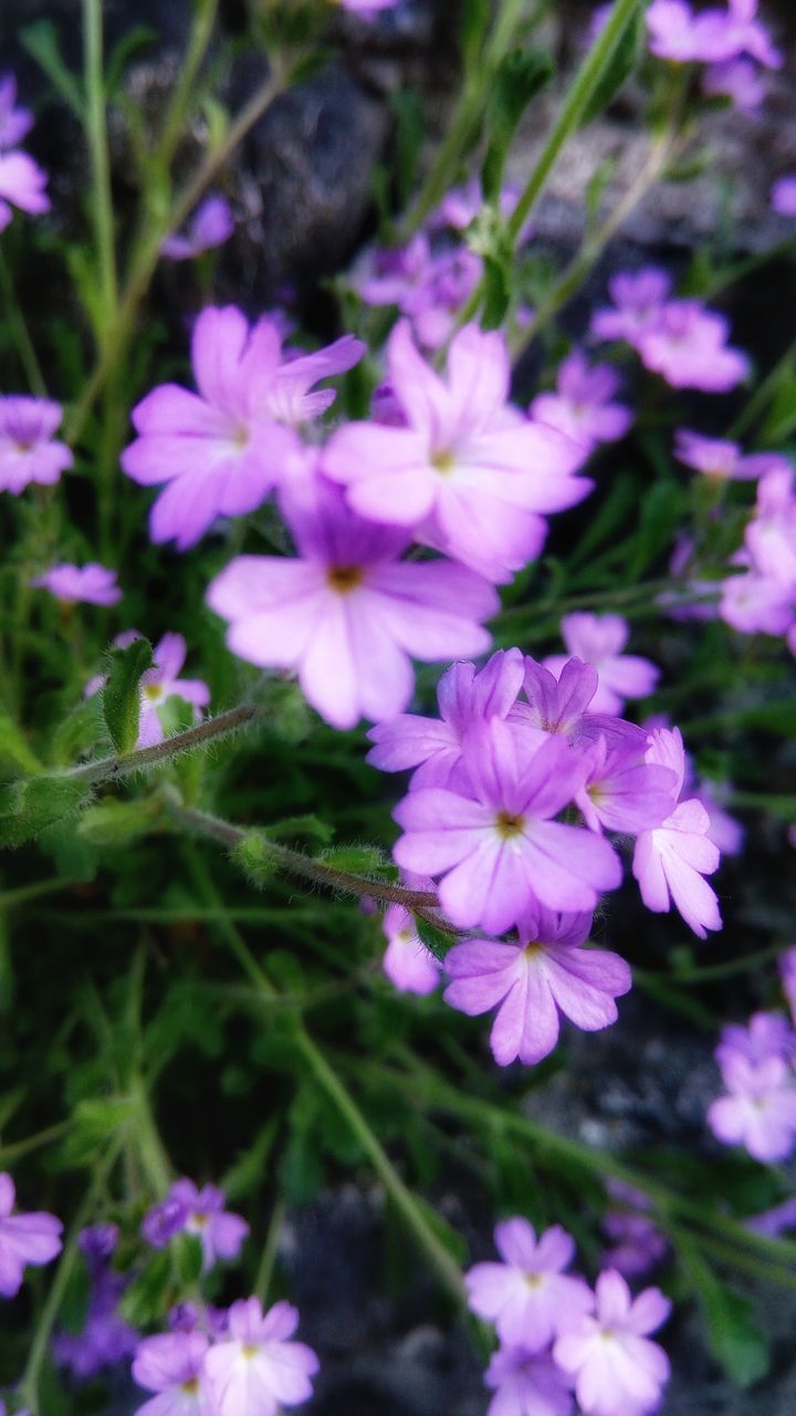 flower, flowering plant, vulnerability, fragility, plant, freshness, beauty in nature, petal, growth, flower head, inflorescence, close-up, nature, purple, day, no people, selective focus, outdoors, field, high angle view, pollen