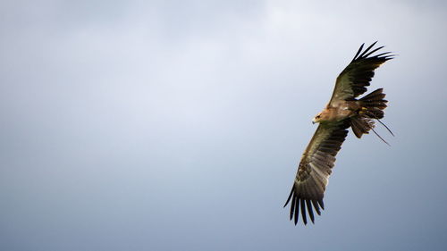 Low angle view of a bird against clear sky