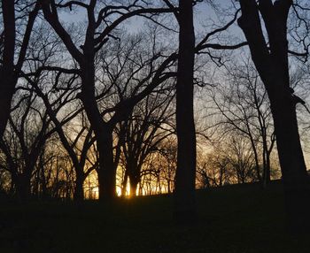 Silhouette of bare trees in forest