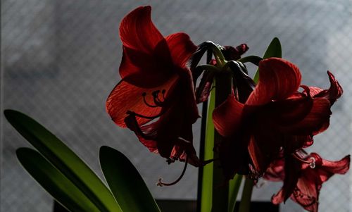 Close-up of red flowering plant