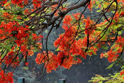 Maple tree during autumn