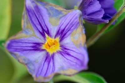 Close-up of purple flower blooming outdoors