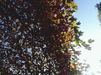 Low angle view of tree against sky