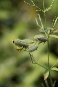 Close-up of insect on plant