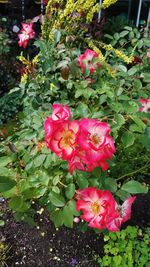 Close-up of pink flowers blooming outdoors