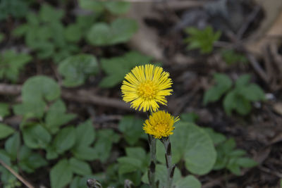 Close-up of yellow flowering plant