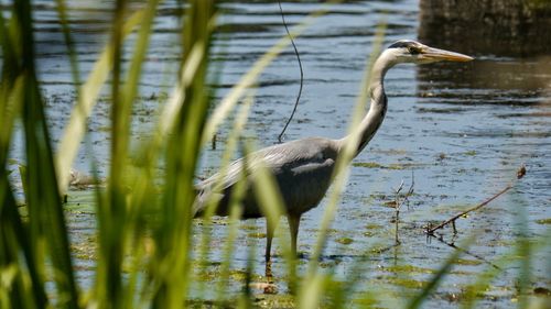 Heron standing in a lake waiting for fishes