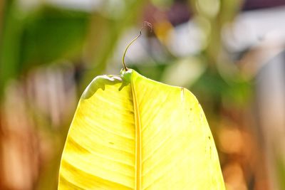 Close-up of yellow plant leaves