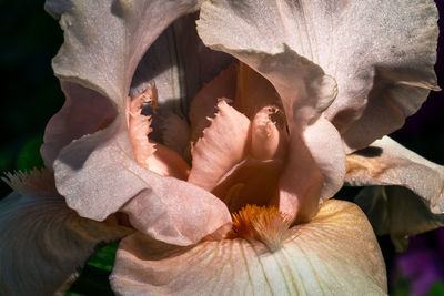 Close-up of flowering plant with leaves
