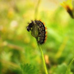 Close-up of insect on flower