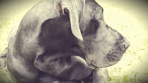 Dog looking away