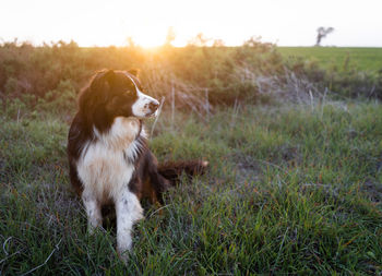 View of dog sitting on field