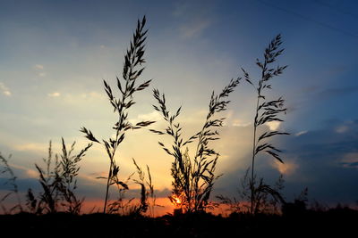 Silhouette plants growing on field at sunset