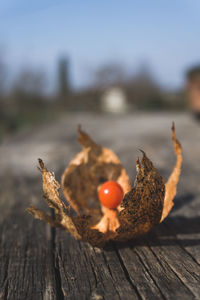 Close-up of fruit on table