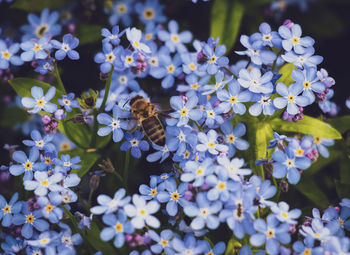 With nice climate and beautiful flowers the bee fly happily 