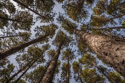 Low angle view of pine trees against sky