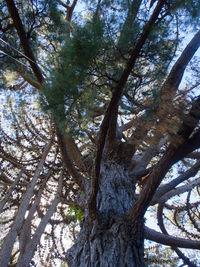 Low angle view of trees in forest