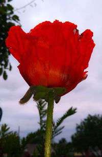 Close-up of red poppy flower against sky