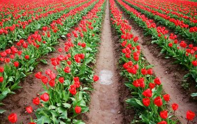 Red flowers growing in field