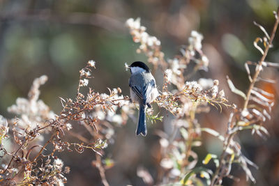 bird