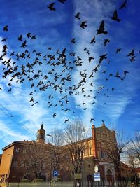 Low angle view of birds flying against blue sky