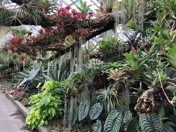 High angle view of plants growing on tree